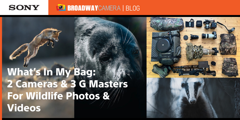 What’s In My Bag: 2 Cameras & 3 G Masters For Wildlife Photos & Videos What’s In My Bag: 2 Cameras & 3 G Masters For Wildlife Photos & Videos