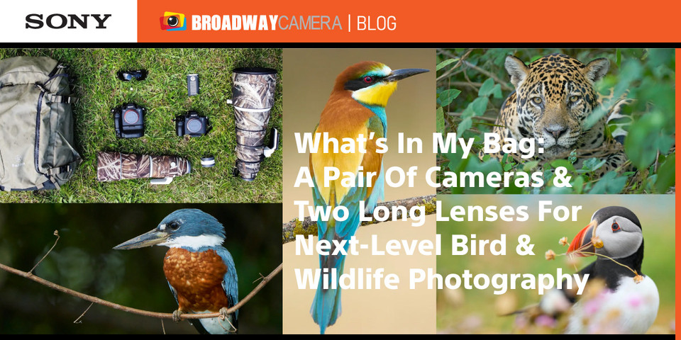 What’s In My Bag: A Pair Of Cameras & Two Long Lenses For Next-Level Bird & Wildlife Photography