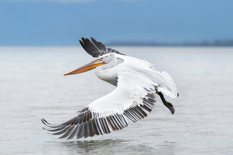 5 Pro Tips For Bird Photography