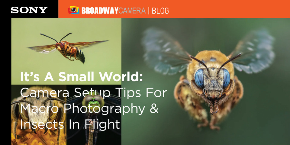 It’s A Small World: Camera Setup Tips For Macro Photography & Insects In Flight It’s A Small World: Camera Setup Tips For Macro Photography & Insects In Flight