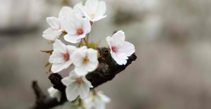 Photo Tips: Depth of Field