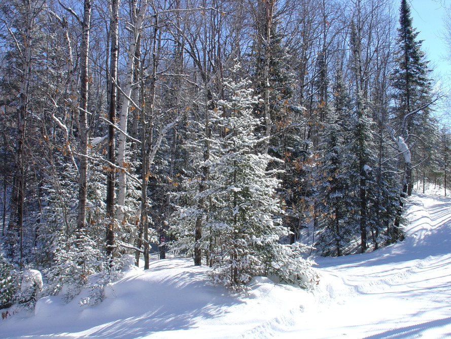 In Celebration of National Arbor Day