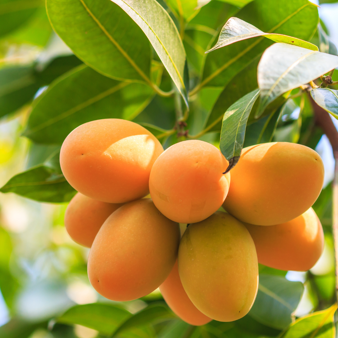 Mango Oasis Fragrance Oil Nature's Garden Candles