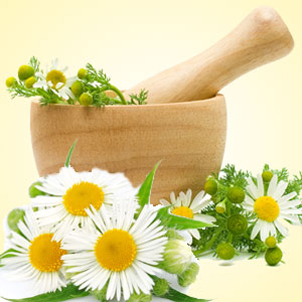 Chamomile Fragrance Oil Nature's Garden Candles