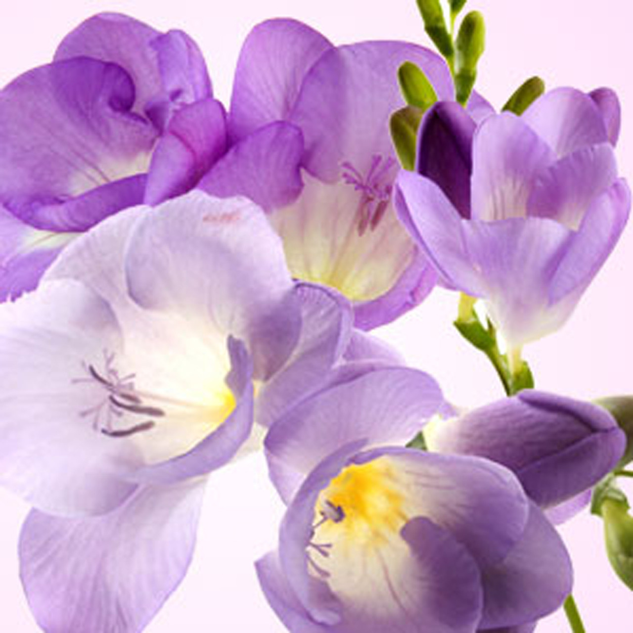 Freesia Essence Oil