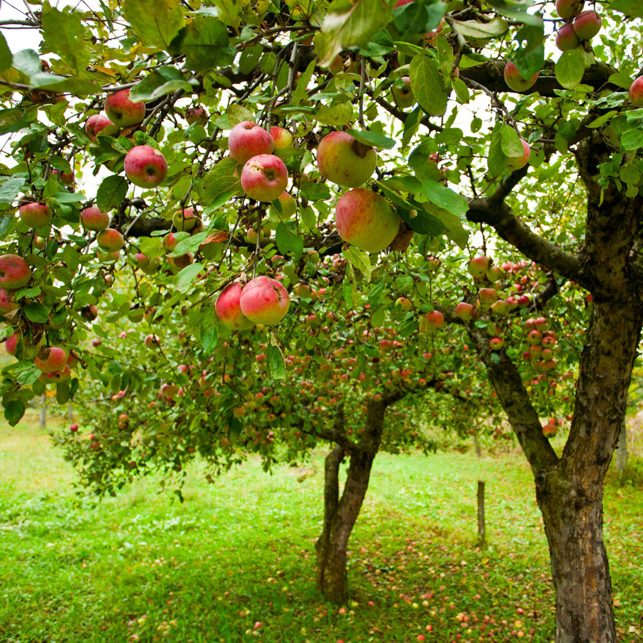 Mcintosh Fresh Apples, 5 lb Bag 