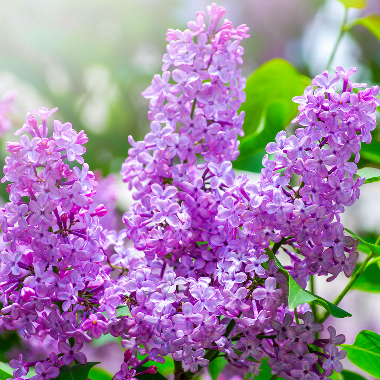 Lilac Fragrance Oil - Nature's Garden Candles