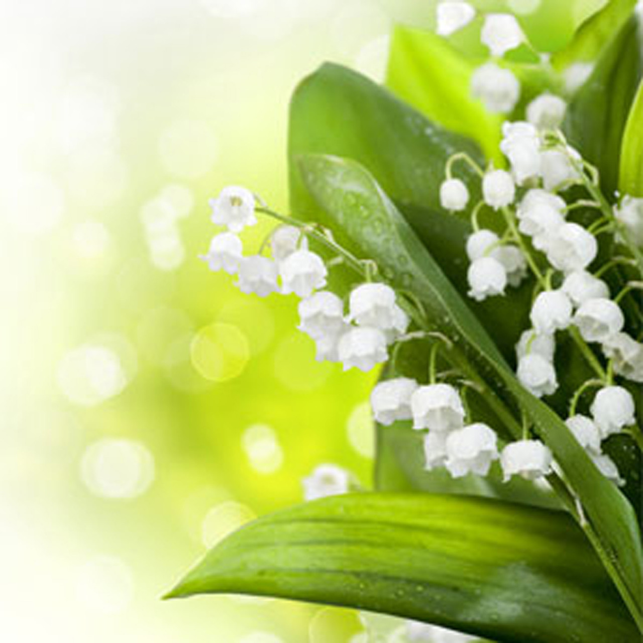 Lily of the Valley Fragrance Oil