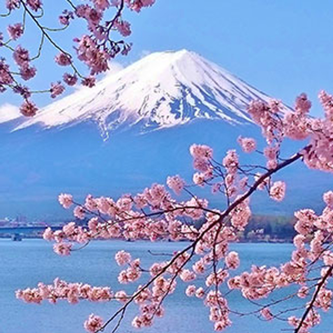 Japanese Cherry Blossom Fragrance Oil 1 oz Bottle