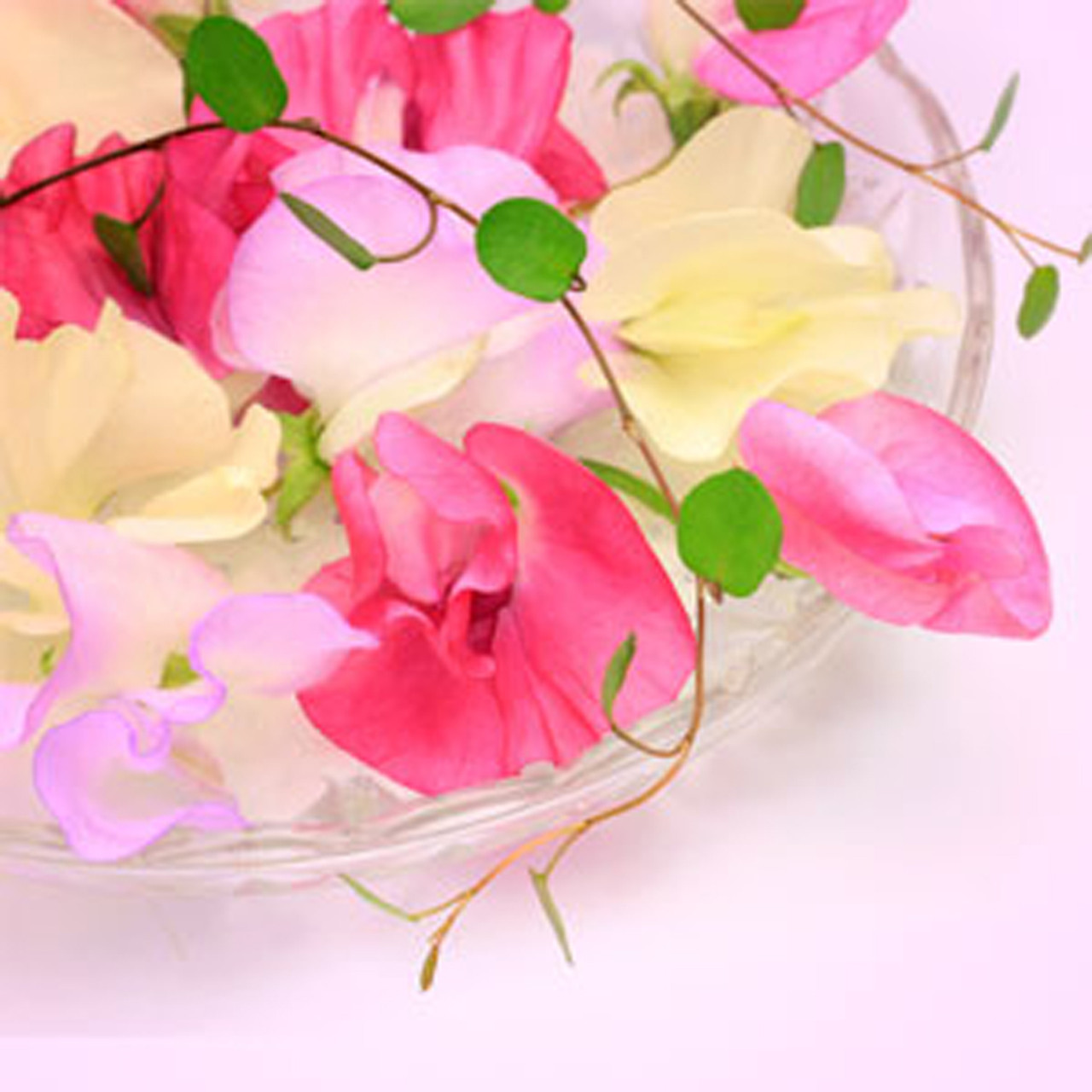 Sweet Pea Fragrance Oil - Nature's Garden Candles
