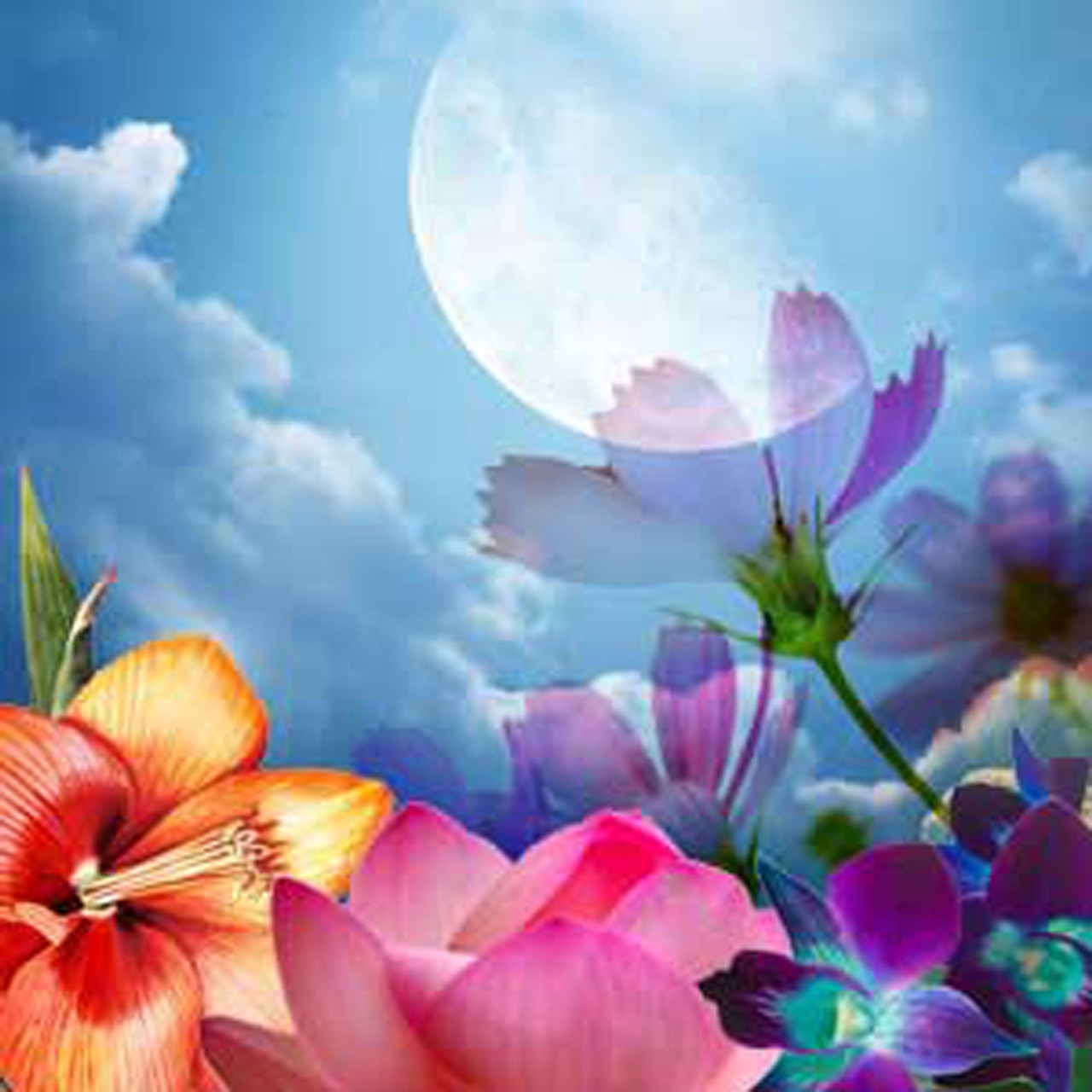 https://cdn11.bigcommerce.com/s-74757430ww/images/stencil/1280x1280/products/711/4820/Moon-Flower-Fragrance-Oil__68167.1666047827.jpg?c=1