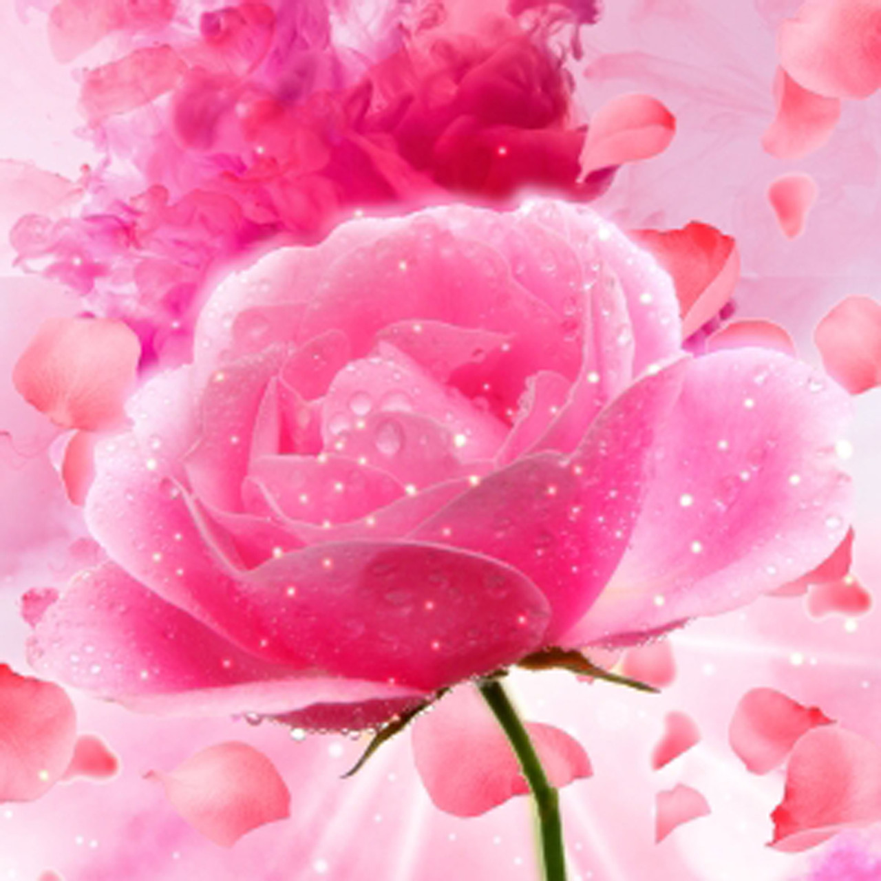 Rose Petal Fragrance Oil