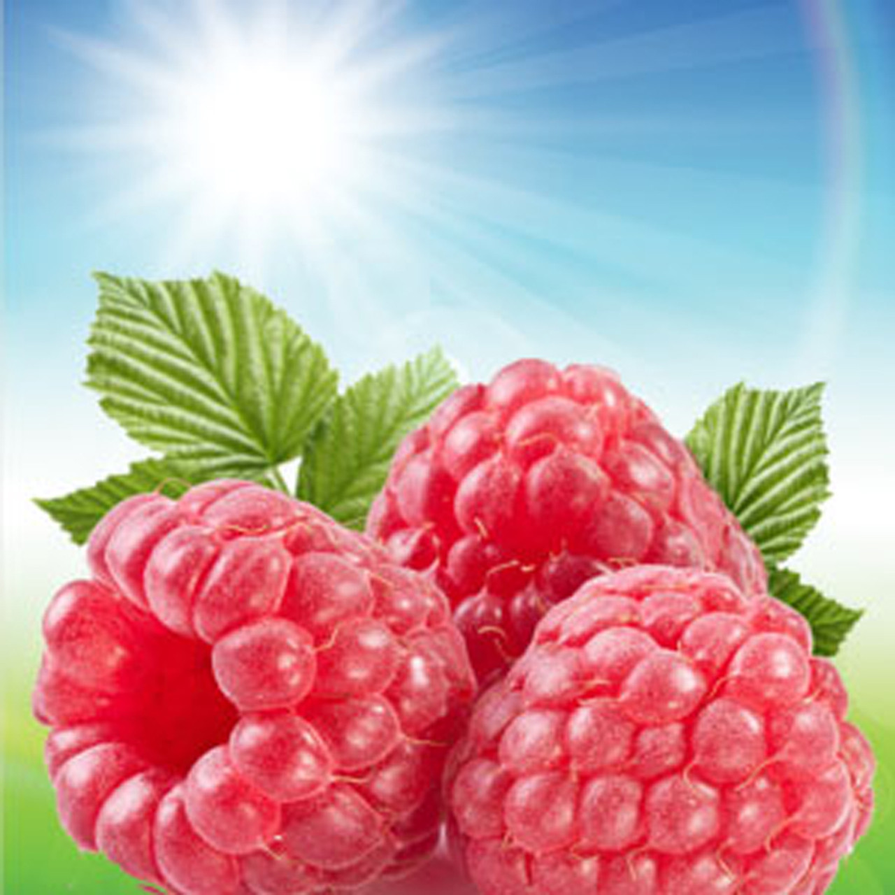 Sun-Ripened Raspberry