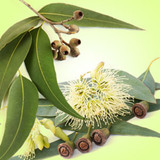 Eucalyptus Fragrance Oil