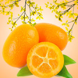 Kumquat Fragrance Oil - Image