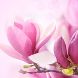 Magnolia Fragrance Oil - Image