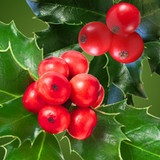 Holly Berry Fragrance Oil - Image