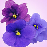 Violet Fragrance Oil