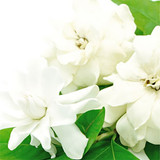 White Gardenia Fragrance Oil