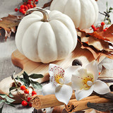 White Pumpkin Amber Fragrance Oil