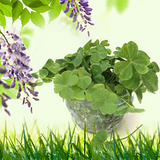 4 Leaf Clover Fragrance Oil