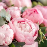 Pink Peony Paradise Fragrance Oil