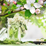 Elderflower and Apple Blossoms Fragrance Oil