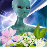 Alien Princess Fragrance Oil