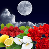 Lunar Eclipse Fragrance Oil - Image