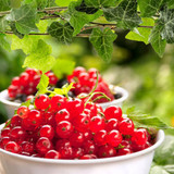 Red Currant and Ivy Fragrance Oil - Image