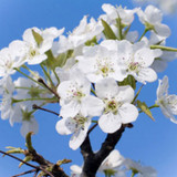 Flowering Dogwood Fragrance Oil