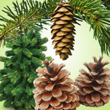 Pine Forest Fragrance Oil - Image