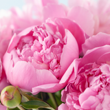 Peony Fragrance Oil