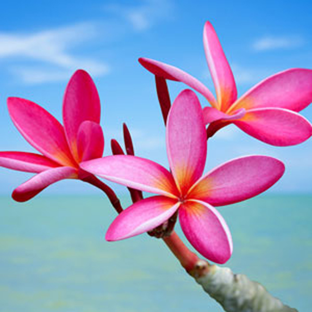 Plumeria Fragrance Oil Nature's Garden Candles