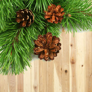 Frosted Pine Cones Fragrance Oil - Autumn and Winter Fragrance Oils –  Pepper Jane's LLC