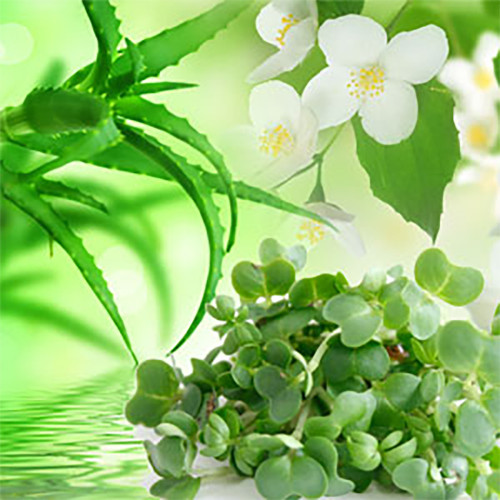 Watercress & Aloe Fragrance Oil