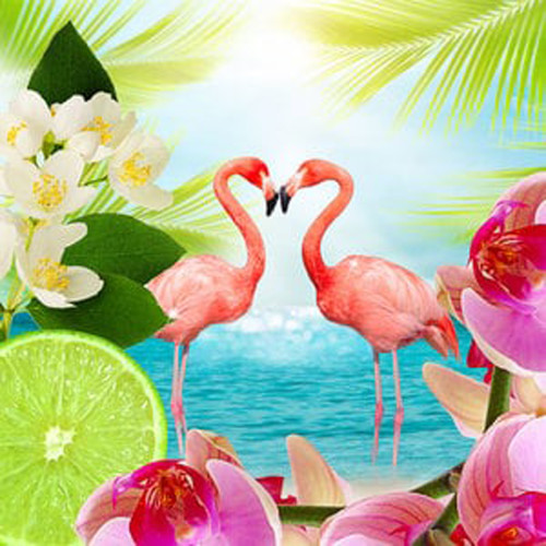 Flamingo Zest Fragrance Oil