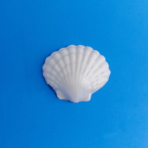 Large Shells (Plastic Mold)