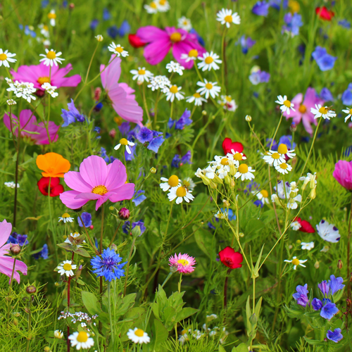 Spring Wildflowers Fragrance Oil