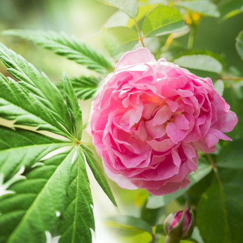 Cannabis Rose Type Fragrance Oil