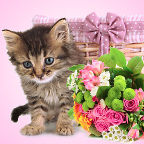 Pretty Kitty Fragrance Oil - Image