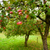 Apple Orchard Fragrance Oil