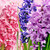 Hyacinth Fragrance Oil - Image