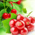 Red Currant Fragrance Oil - Image