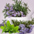 Rosemary Mint Type Fragrance Oil - Image