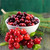 Cranberry Balsam Fragrance Oil