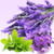 Lavender Mint WOW Fragrance Oil - Image