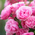 Ode de Rose Fragrance Oil - Image