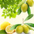 OMG Olive Fragrance Oil - Image