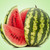 Watermelon Fragrance Oil